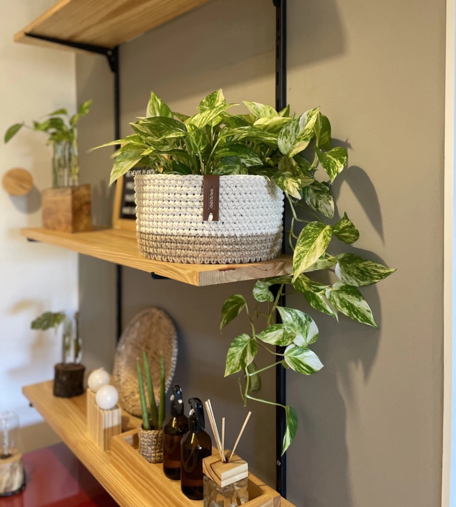 Jiboia exuberante e saudável decorando ambiente